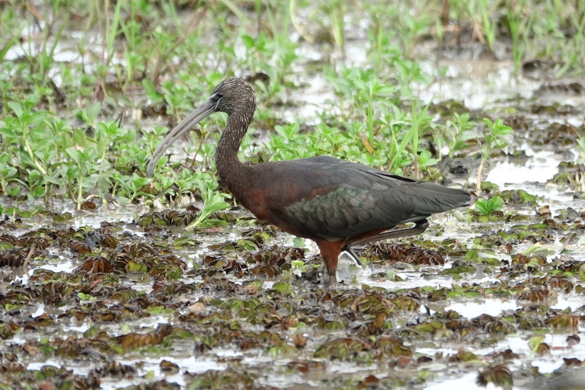 ibis hnědý - ML190418911