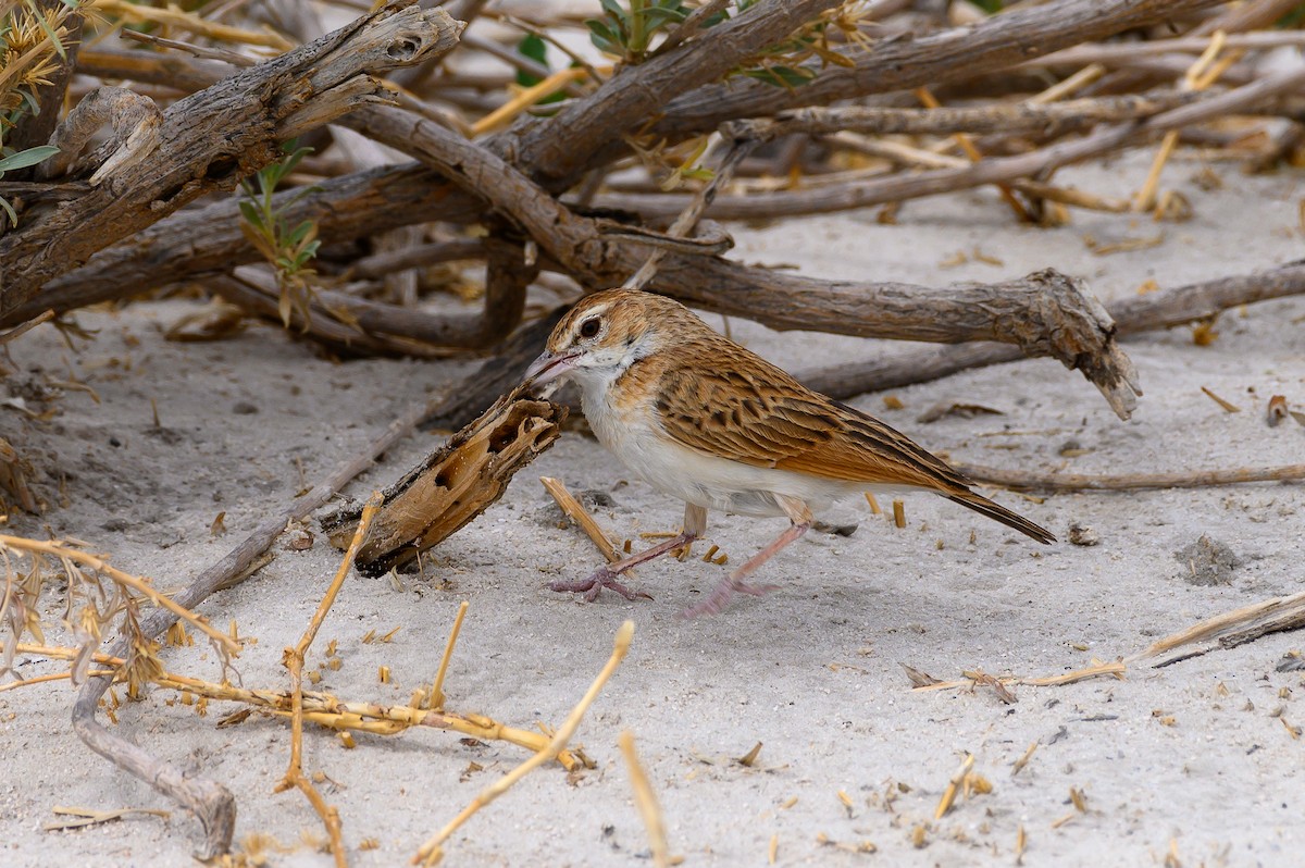 Fawn-colored Lark (Fawn-colored) - ML190420241