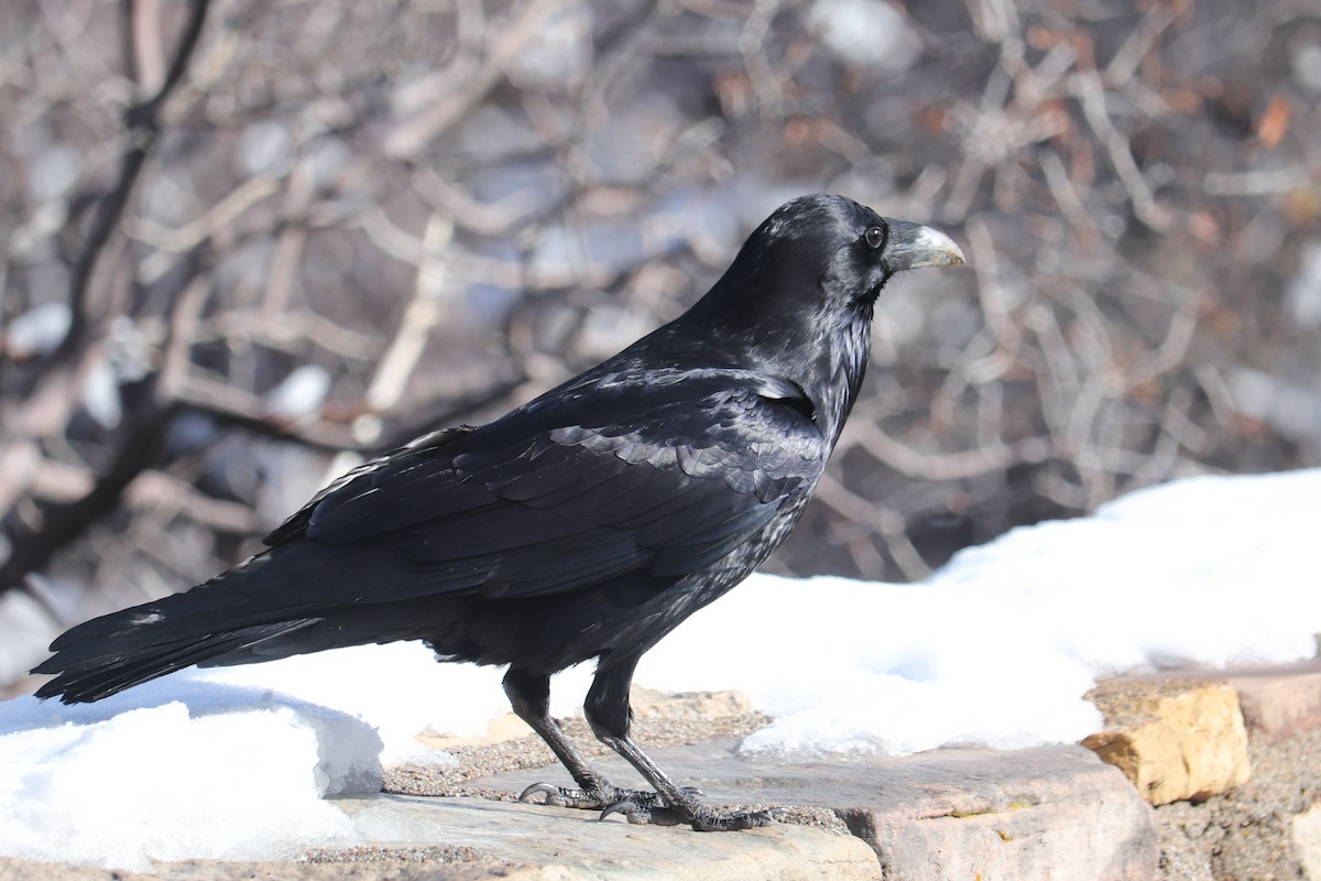 Common Raven - George Njn