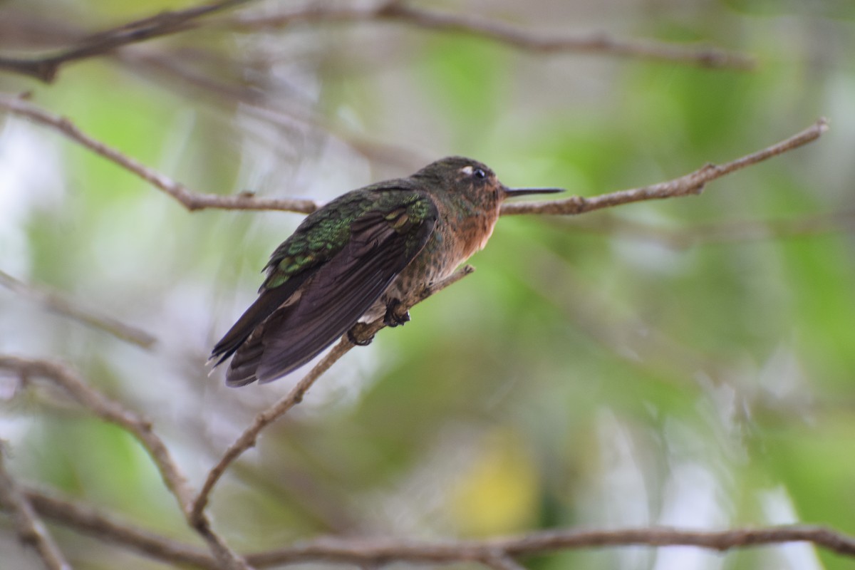 Tyrian Metaltail - ML190425451