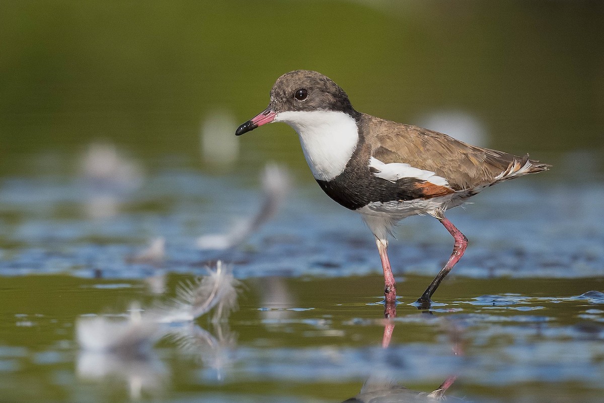 Red-kneed Dotterel - ML190427101