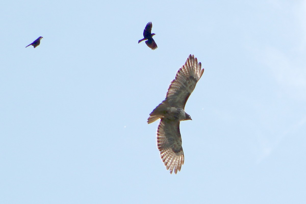 Red-tailed Hawk - ML190429631