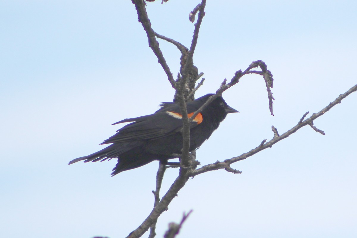 Red-winged Blackbird - Noah Daun