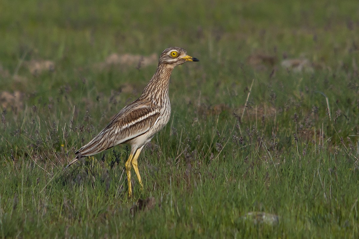 Eurasian Thick-knee - Miguel Rouco