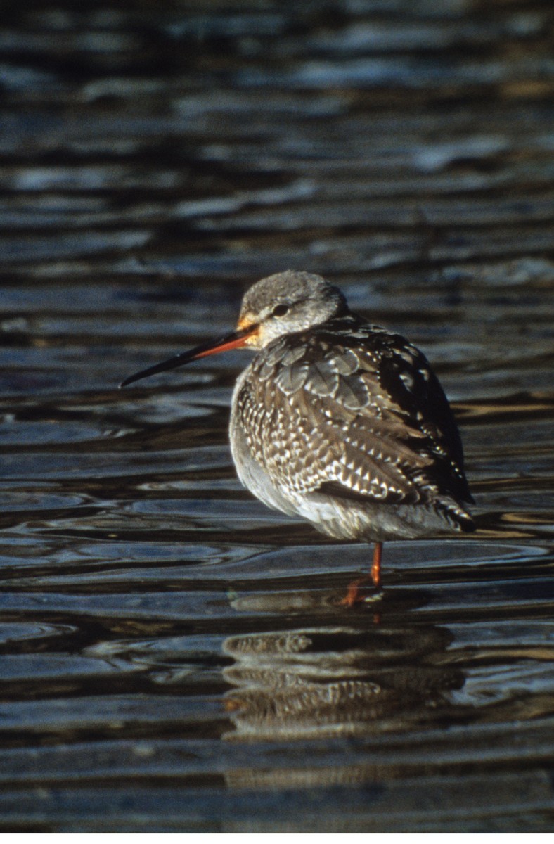 Spotted Redshank - ML190434651