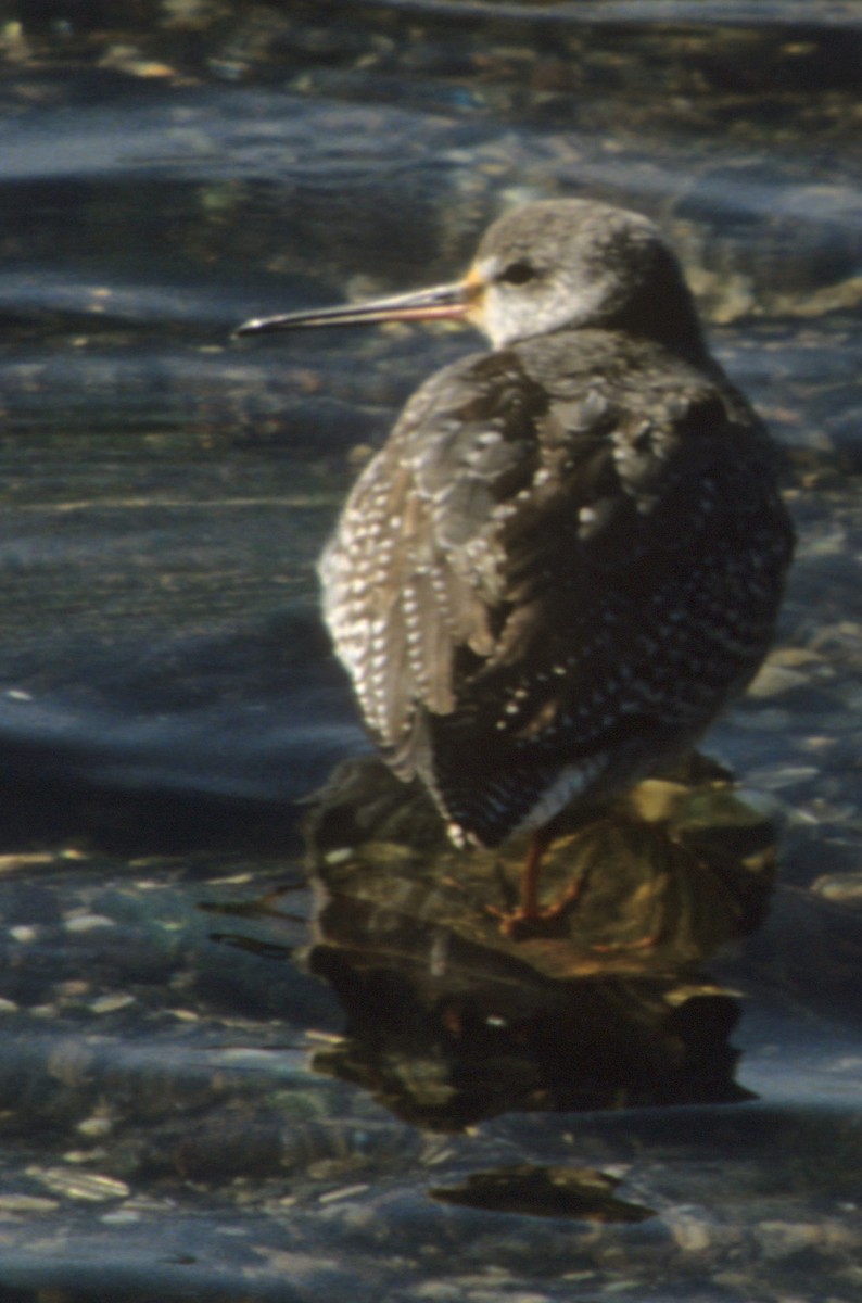 Spotted Redshank - ML190434841
