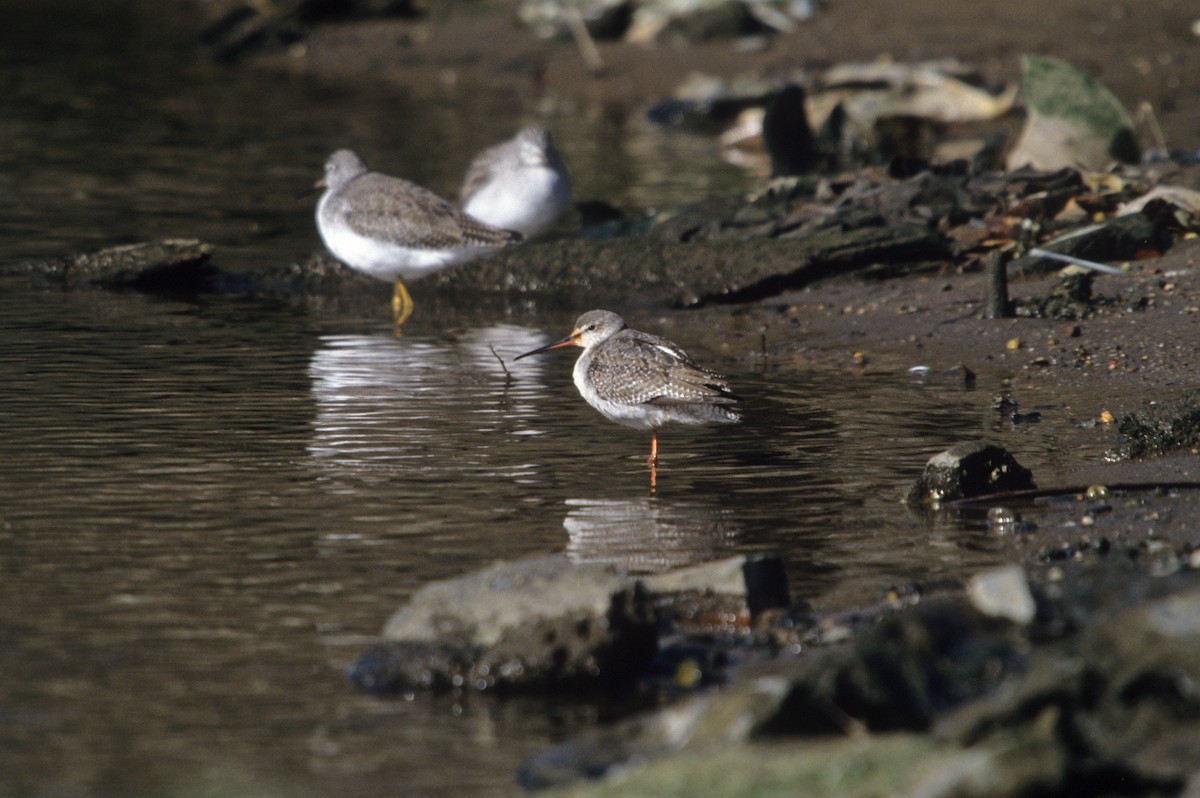 Spotted Redshank - ML190434881
