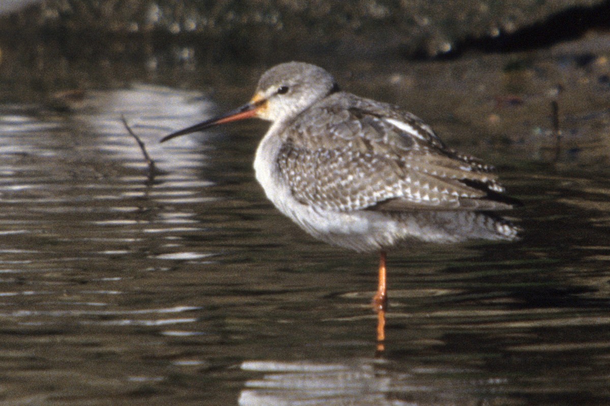 Spotted Redshank - ML190434891