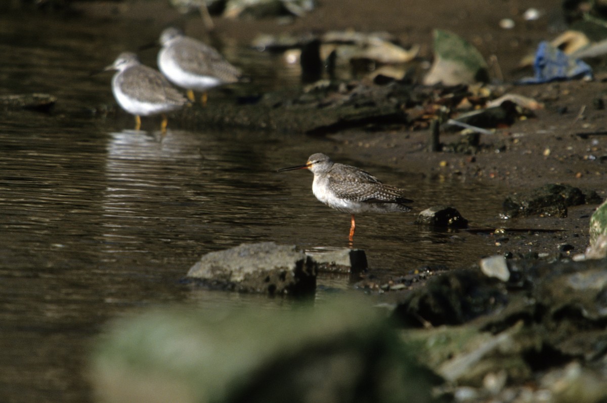 Spotted Redshank - Michael Gage
