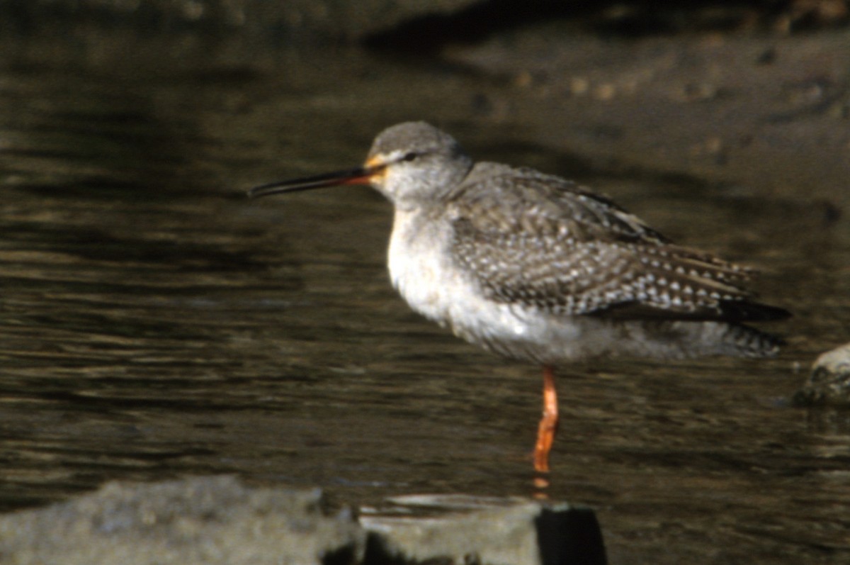 Spotted Redshank - ML190435011