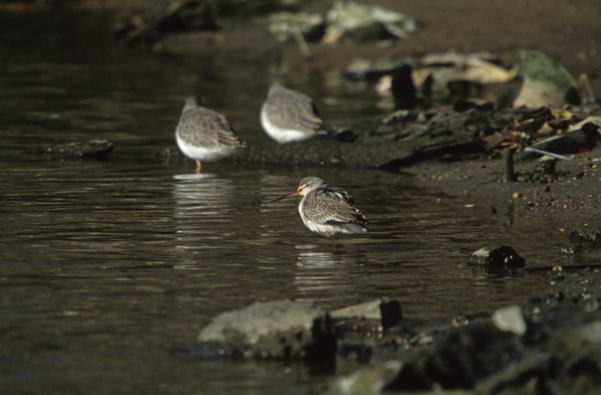 Spotted Redshank - ML190435041