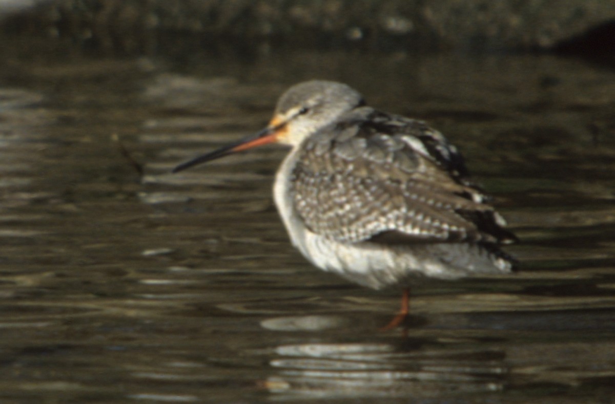 Spotted Redshank - ML190435061