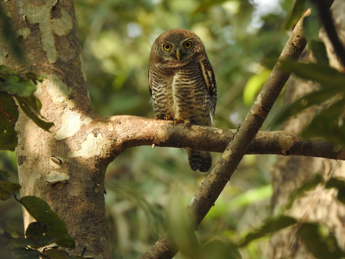 Jungle Owlet - Ghanshyam Prasad Bhanware