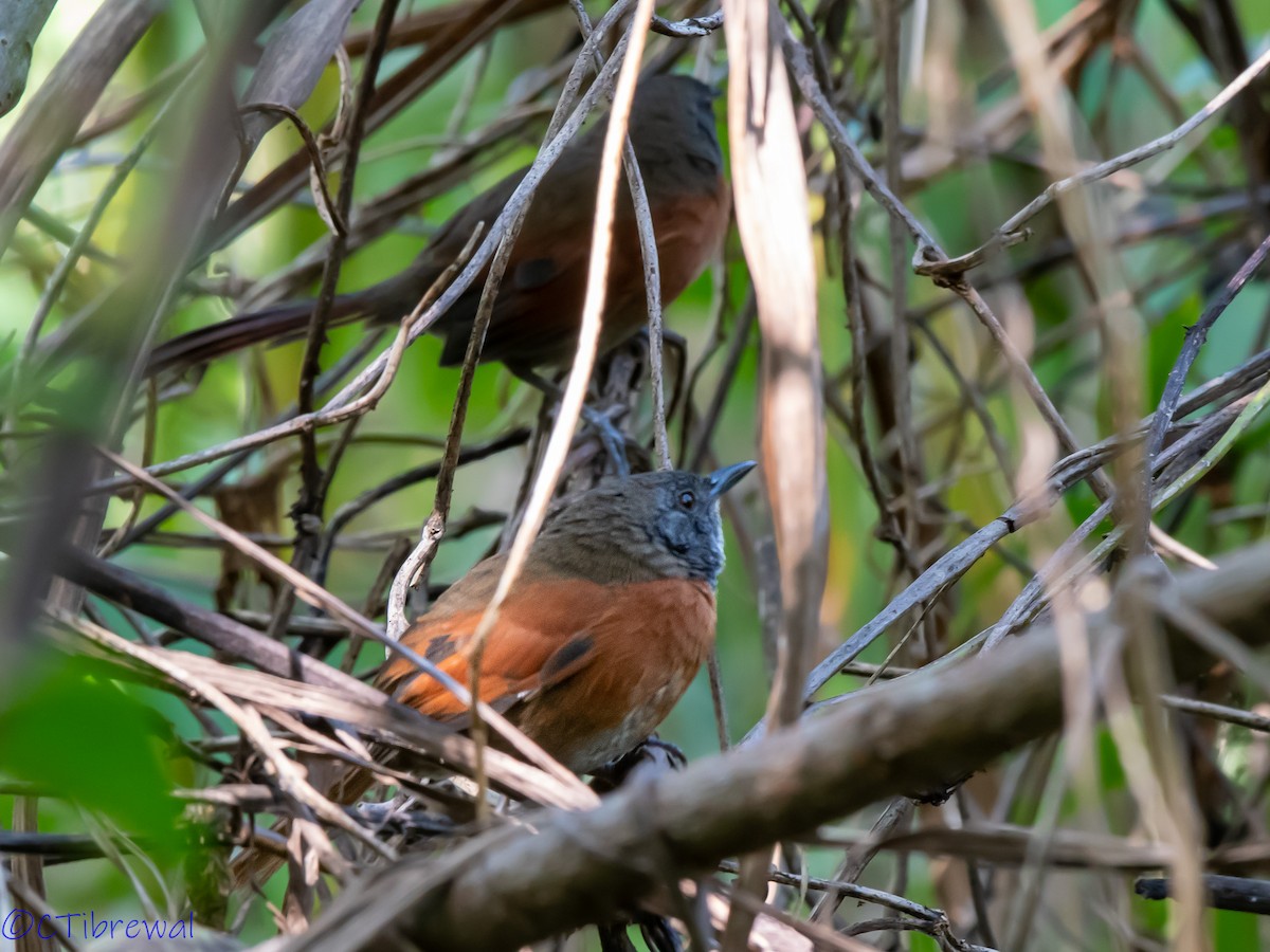 Rufous-breasted Spinetail - ML190439361