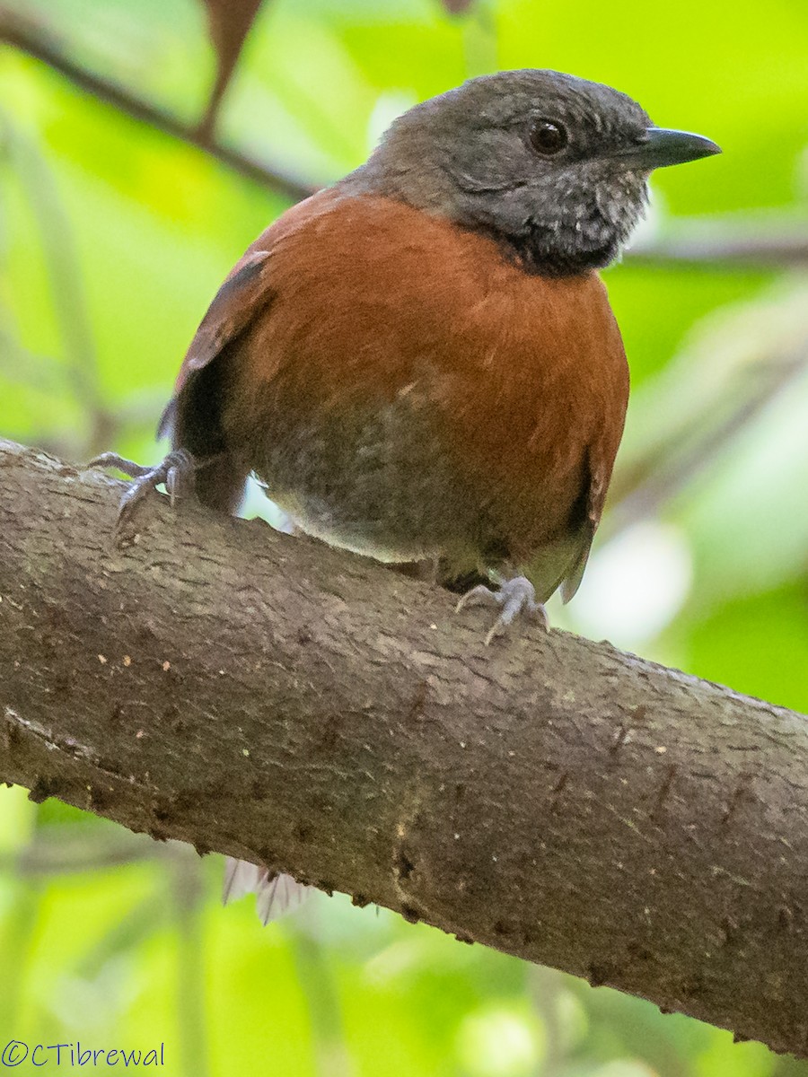 Rufous-breasted Spinetail - ML190439371