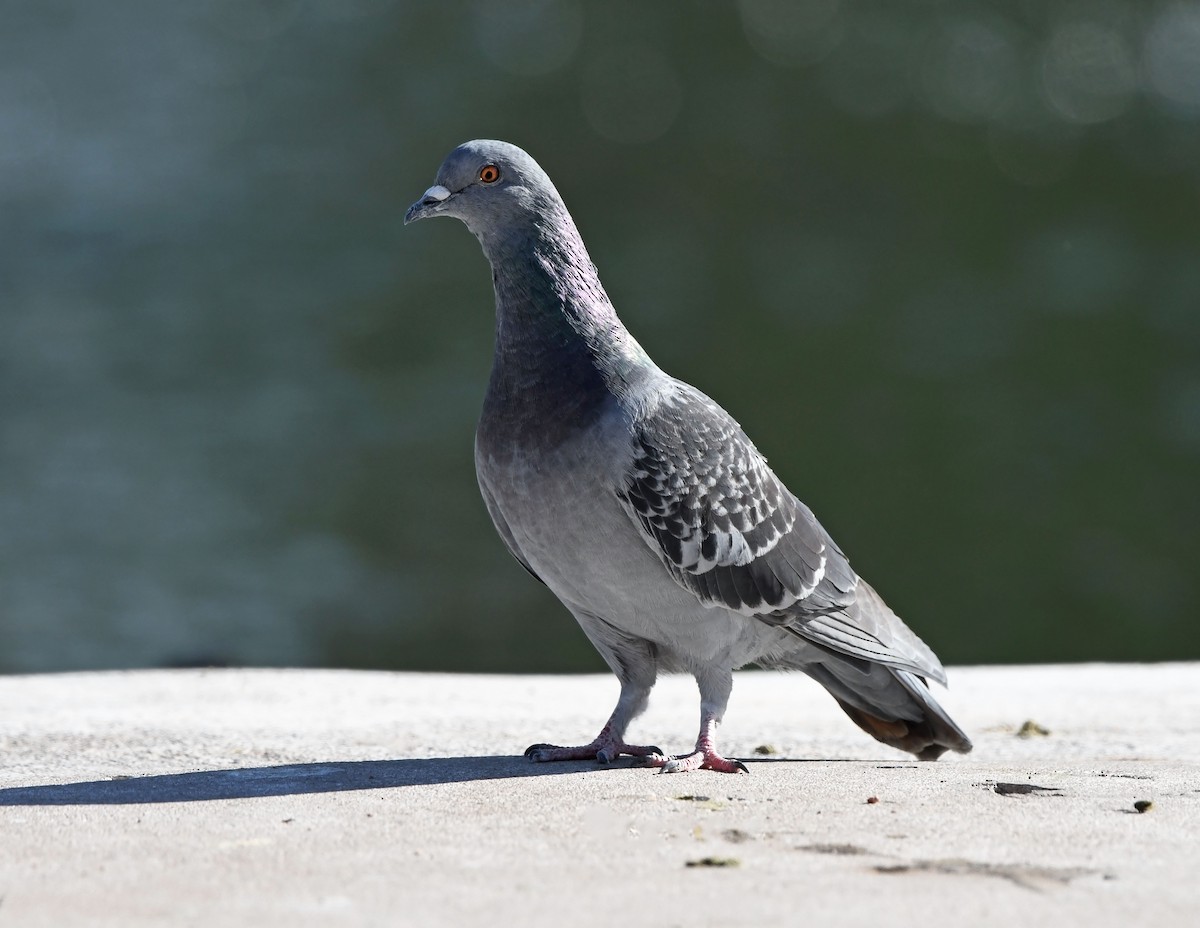 Rock Pigeon (Feral Pigeon) - ML190441461