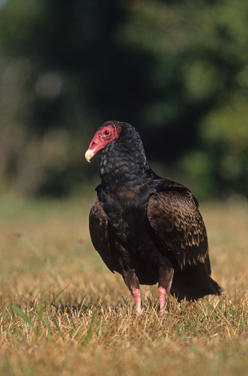 Turkey Vulture - ML190442561