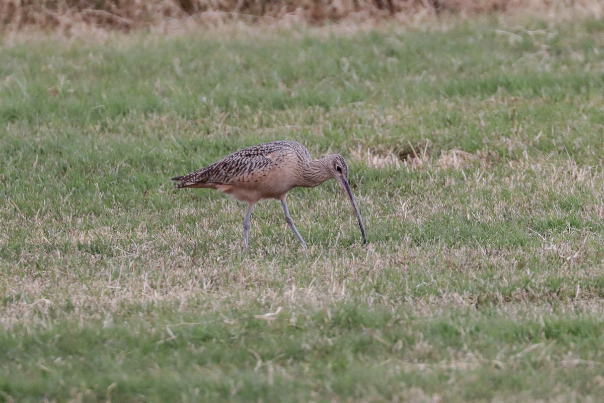 Long-billed Curlew - ML190444491