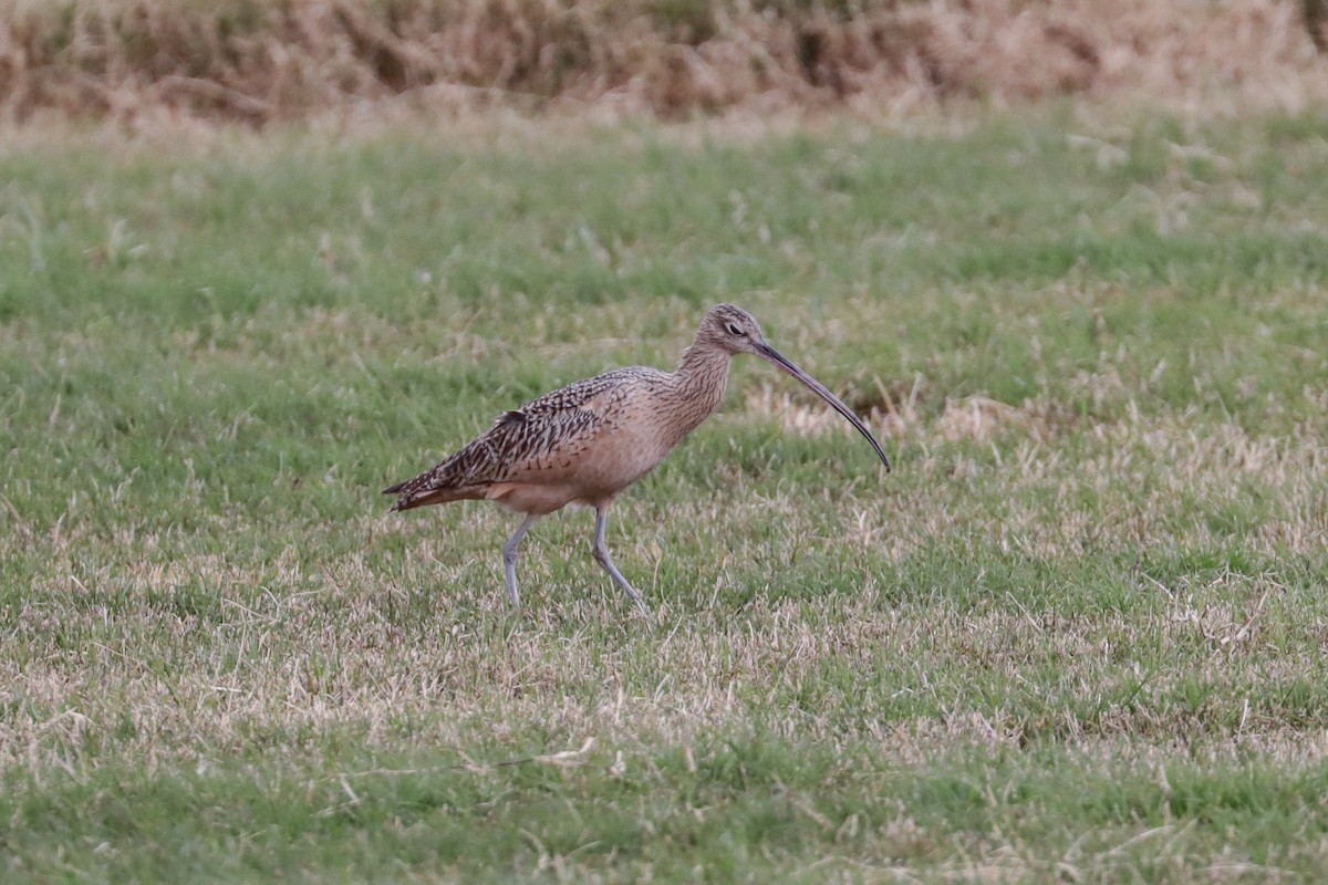 Long-billed Curlew - ML190444501