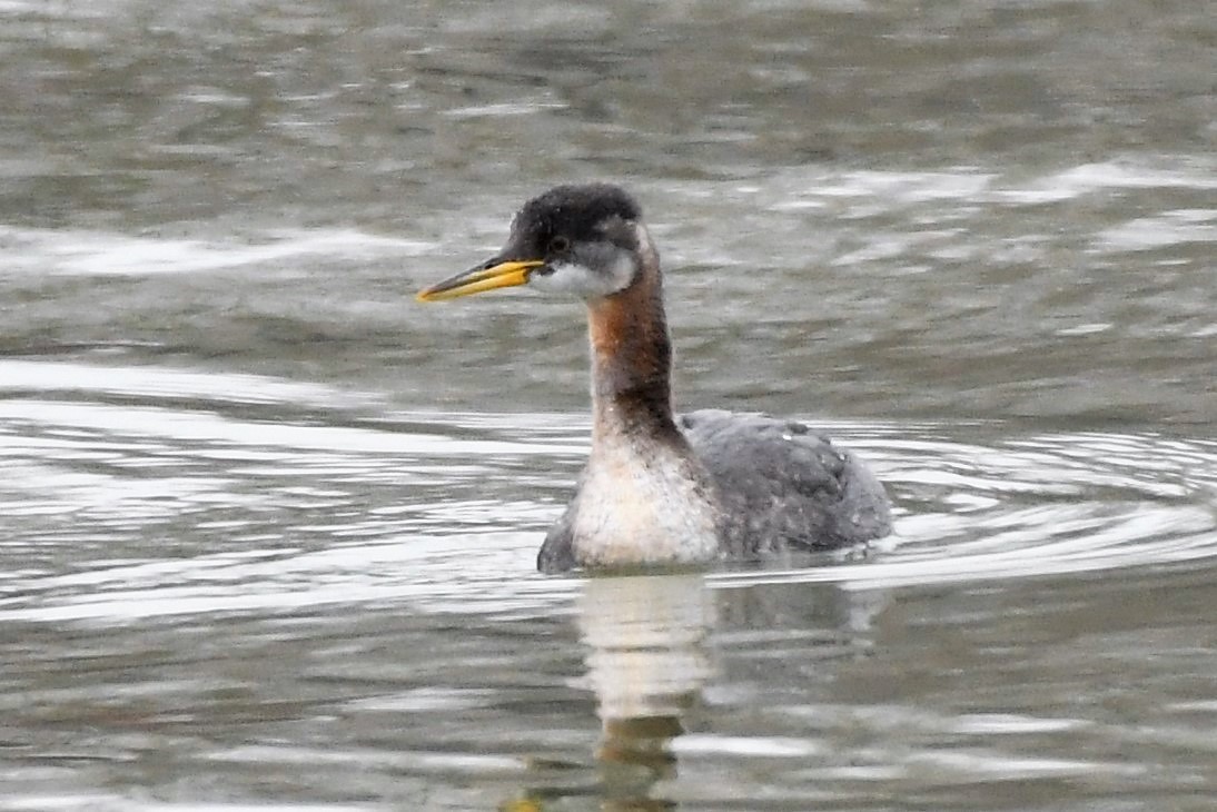 Red-necked Grebe - ML190446271
