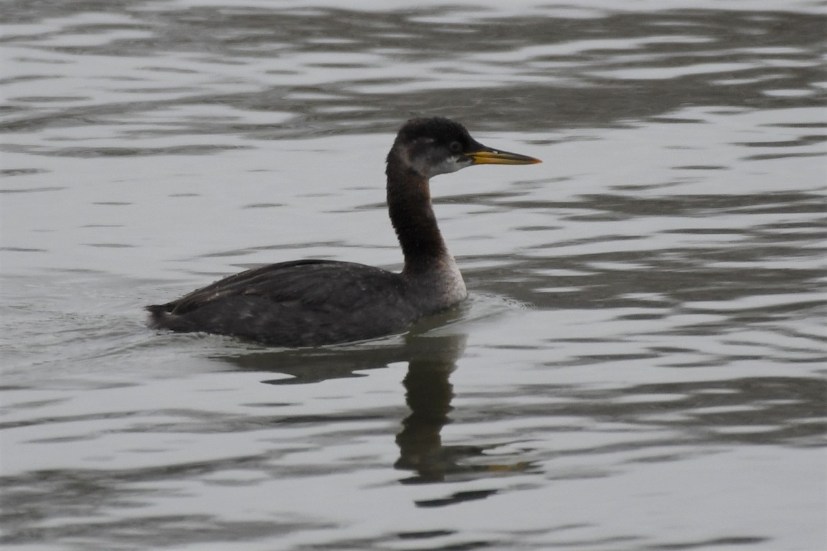 Red-necked Grebe - ML190446281