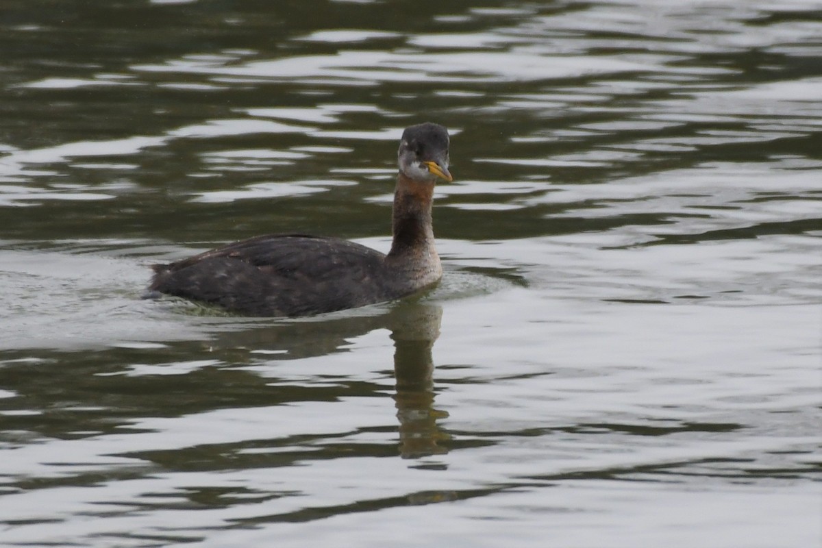 Red-necked Grebe - ML190446291