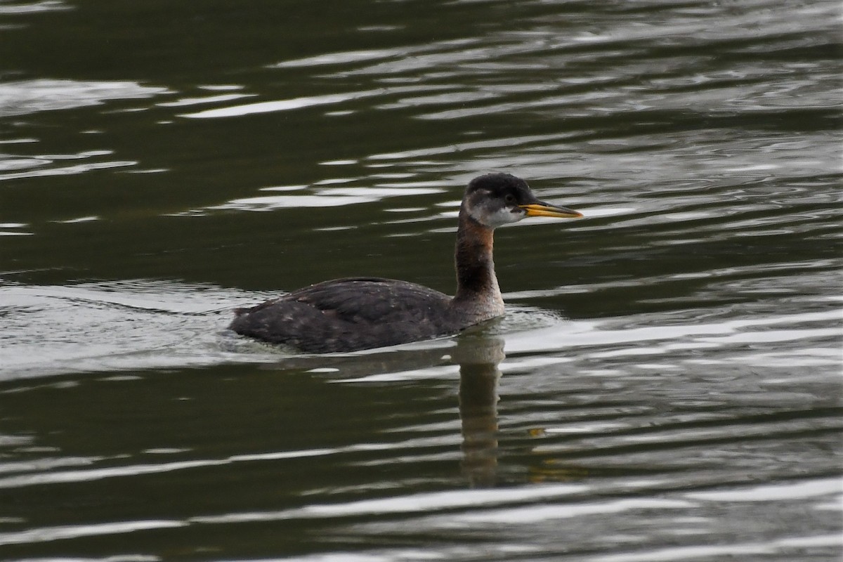 Red-necked Grebe - ML190446301