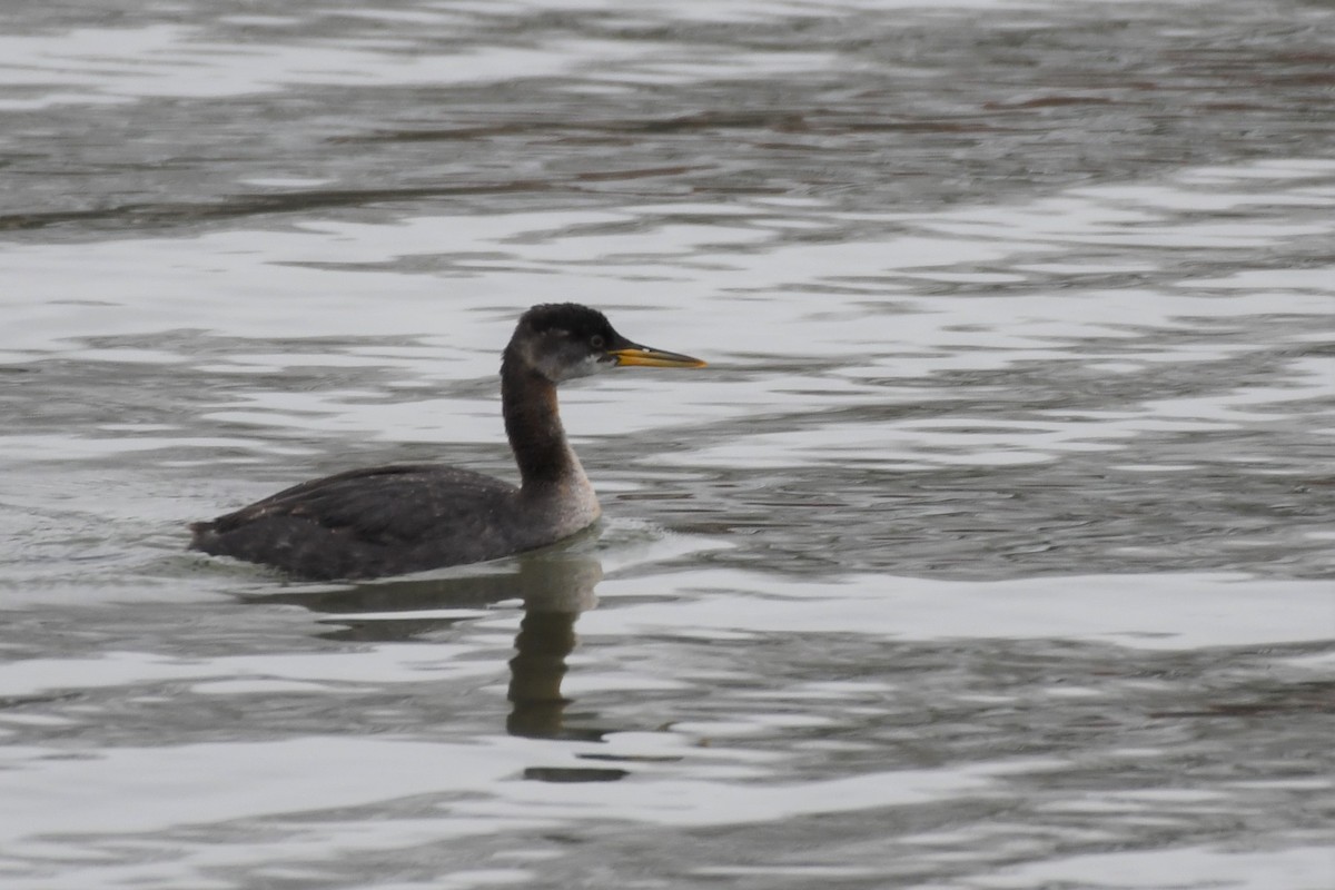Red-necked Grebe - ML190446311