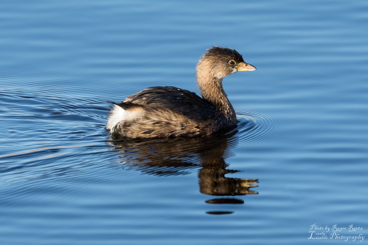 Pied-billed Grebe - Roger Reets