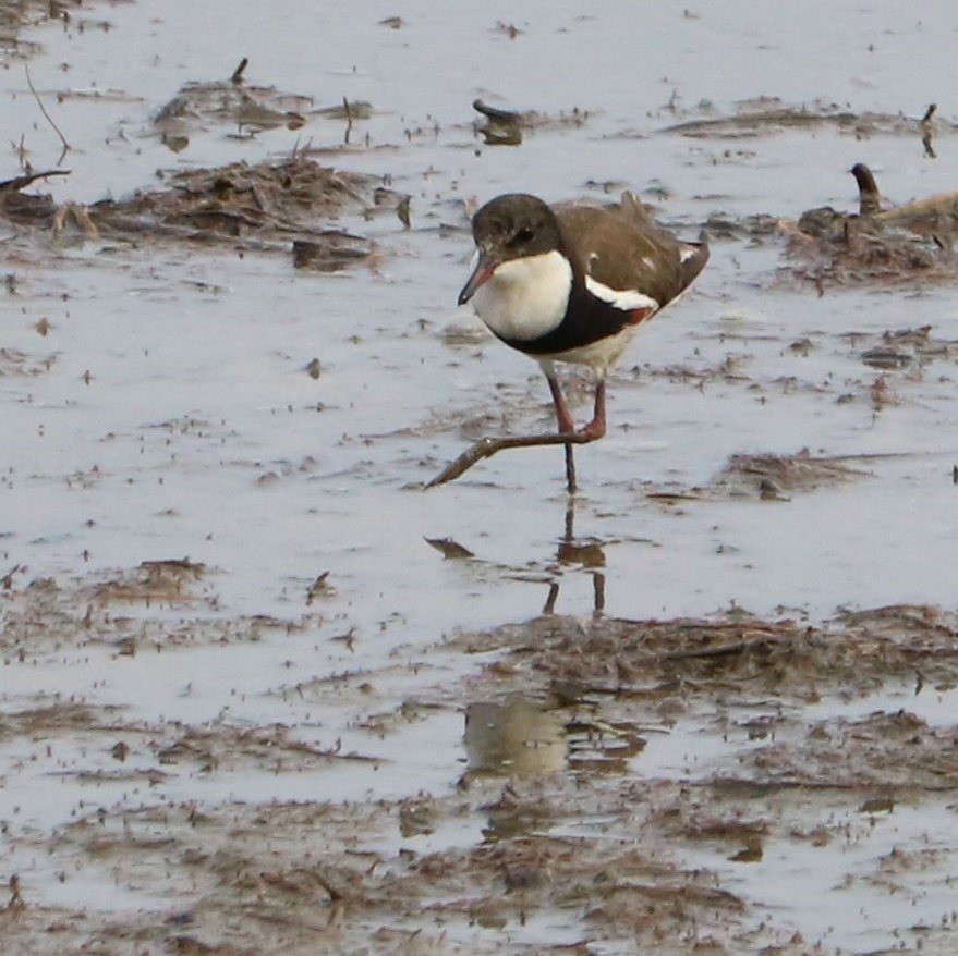 Red-kneed Dotterel - ML190451431