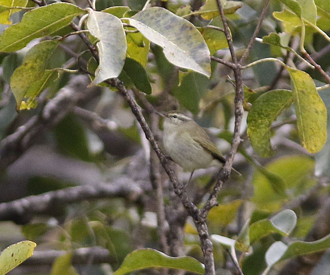 Tytler's Leaf Warbler - ML190452441