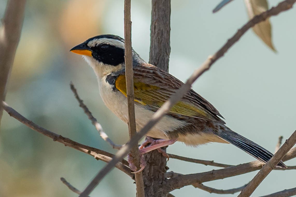 Half-collared Sparrow - Tim Liguori