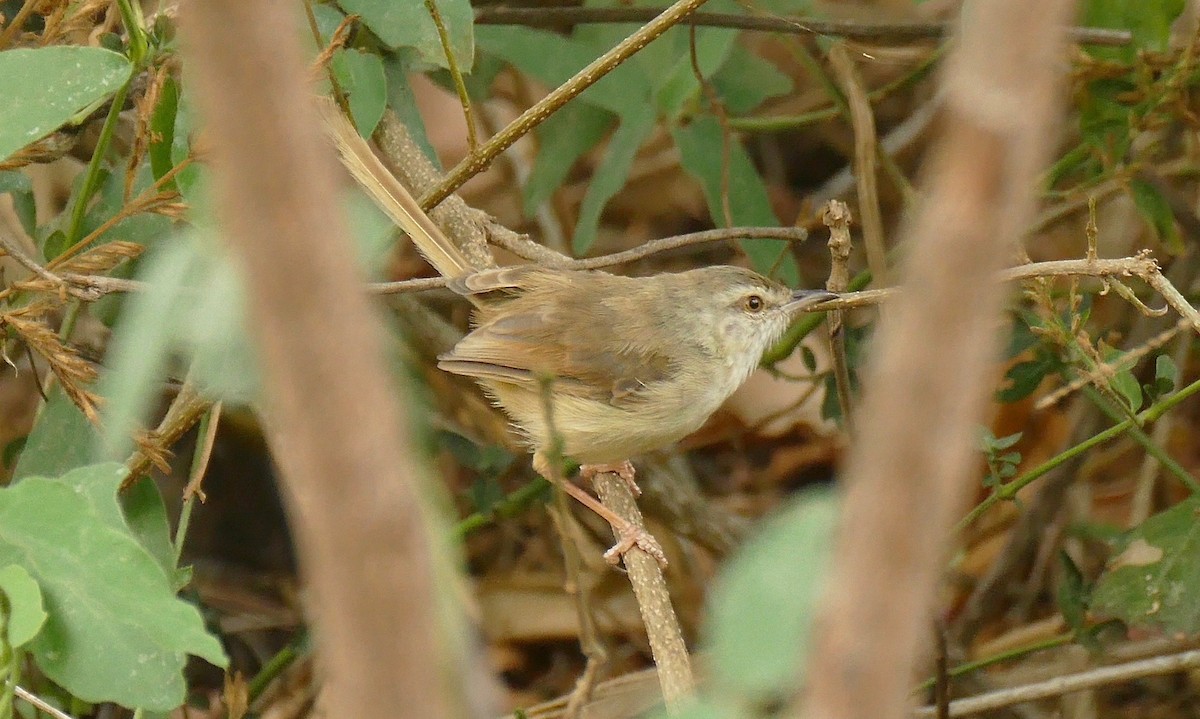 Tawny-flanked Prinia - Quentin Brown