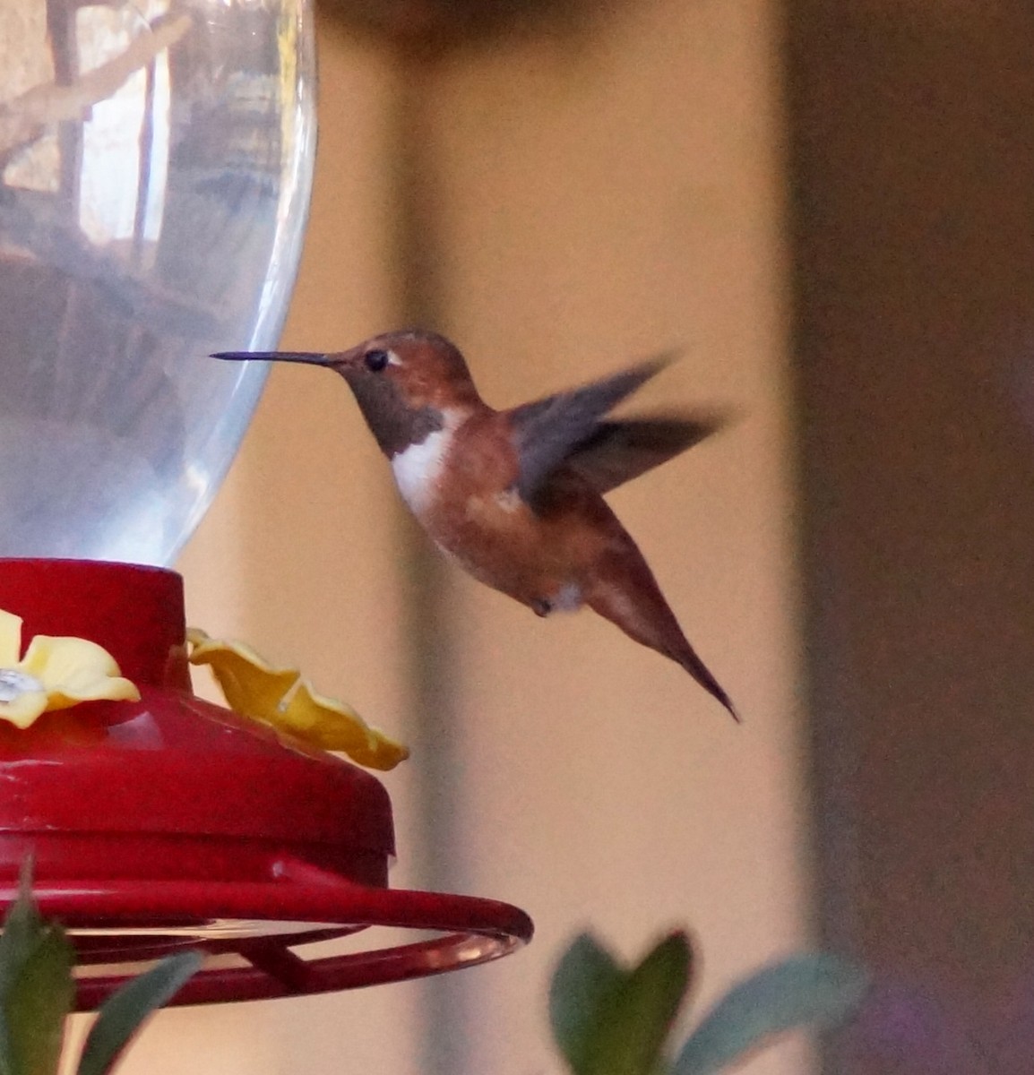 Rufous Hummingbird - John Bunch
