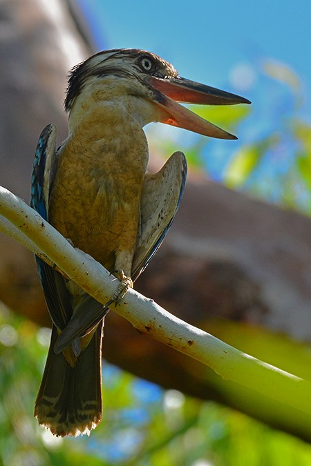 Blue-winged Kookaburra - Guido Bennen