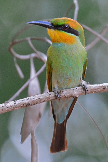Rainbow Bee-eater - ML190465101