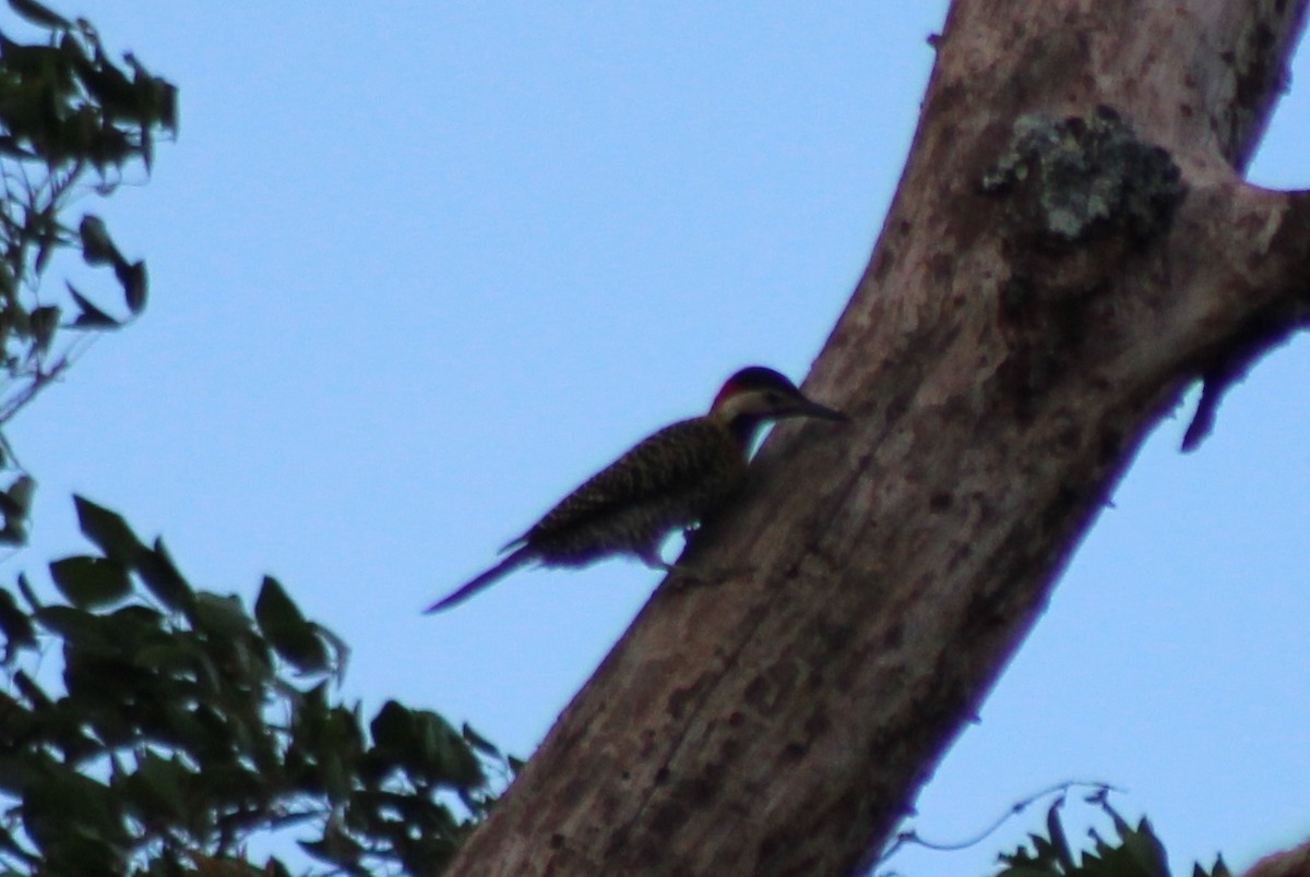 Green-barred Woodpecker - ML190467041