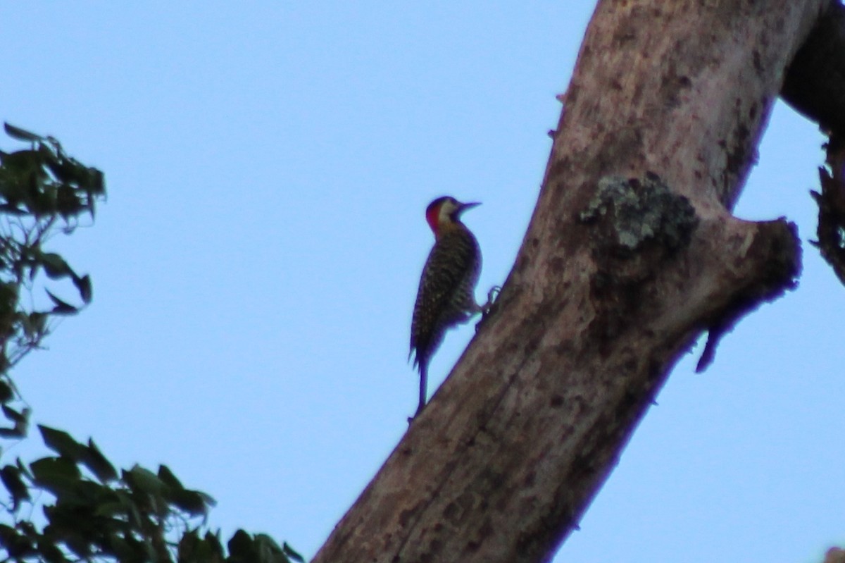 Green-barred Woodpecker - ML190467051