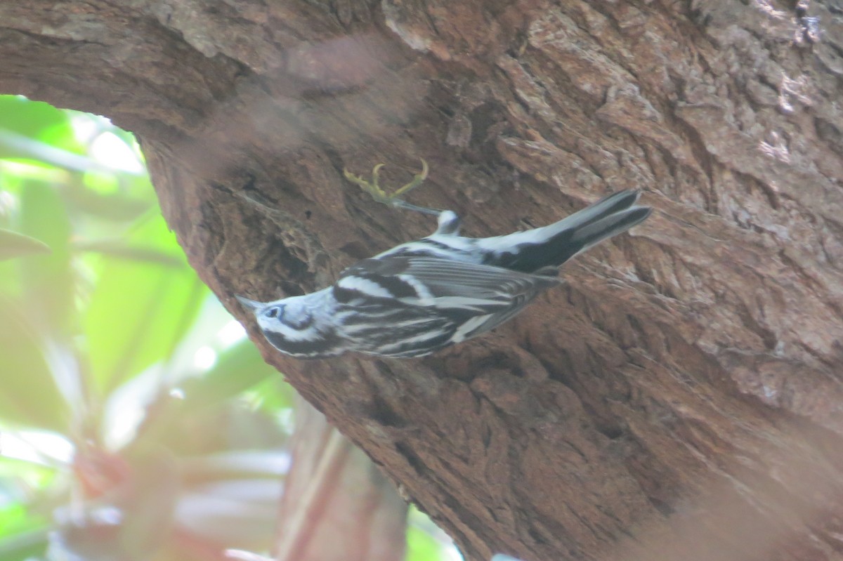 Black-and-white Warbler - ML190484611
