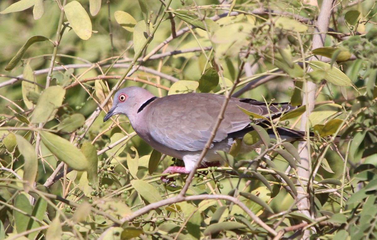 Mourning Collared-Dove - ML190488291