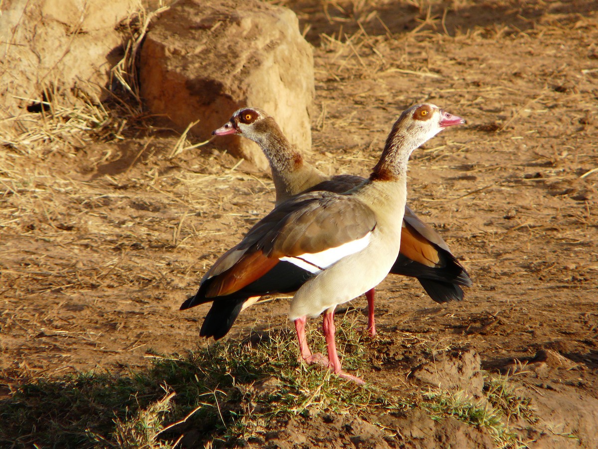 Egyptian Goose - ML190490411