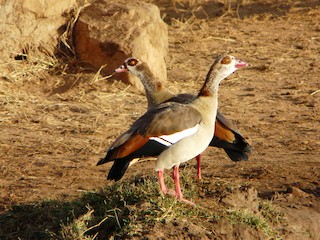 Egyptian Goose, ML190490411