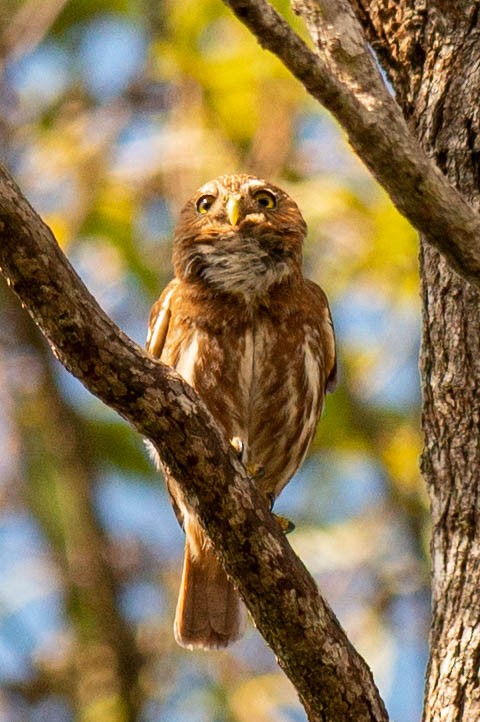 Ferruginous Pygmy-Owl - ML190491601