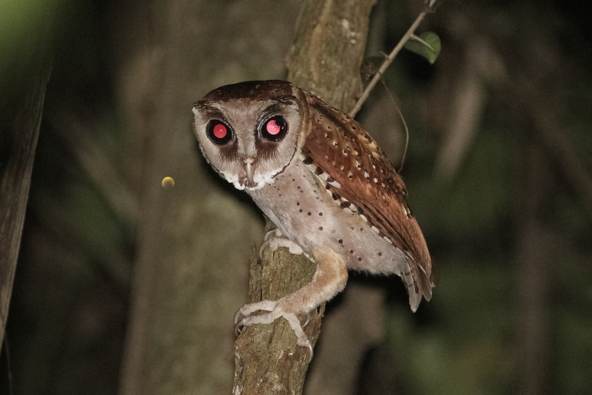 Oriental Bay-Owl - Krit Adirek