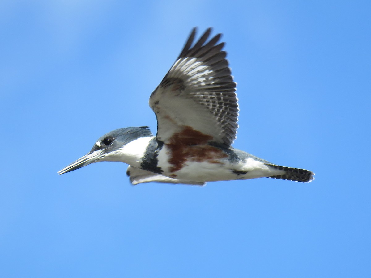 Belted Kingfisher - Colin Dillingham
