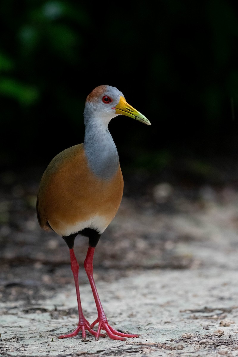 Russet-naped Wood-Rail - Phil Chaon