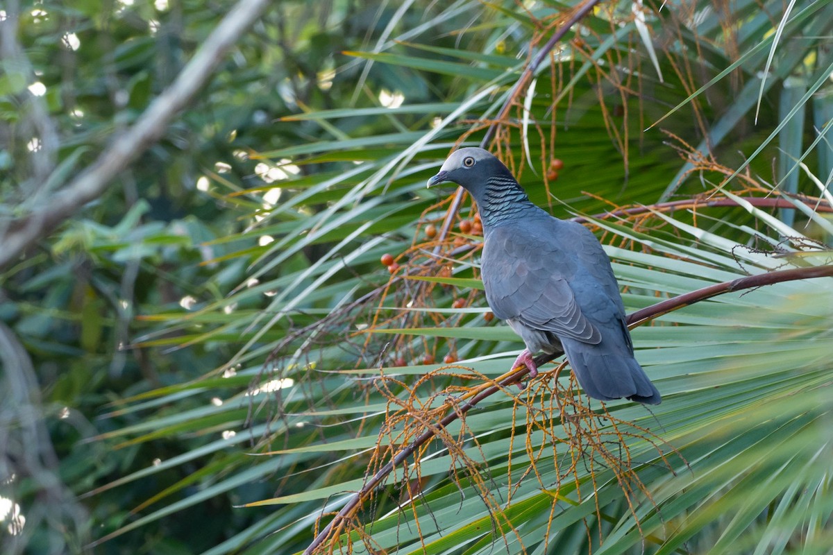 White-crowned Pigeon - Phil Chaon