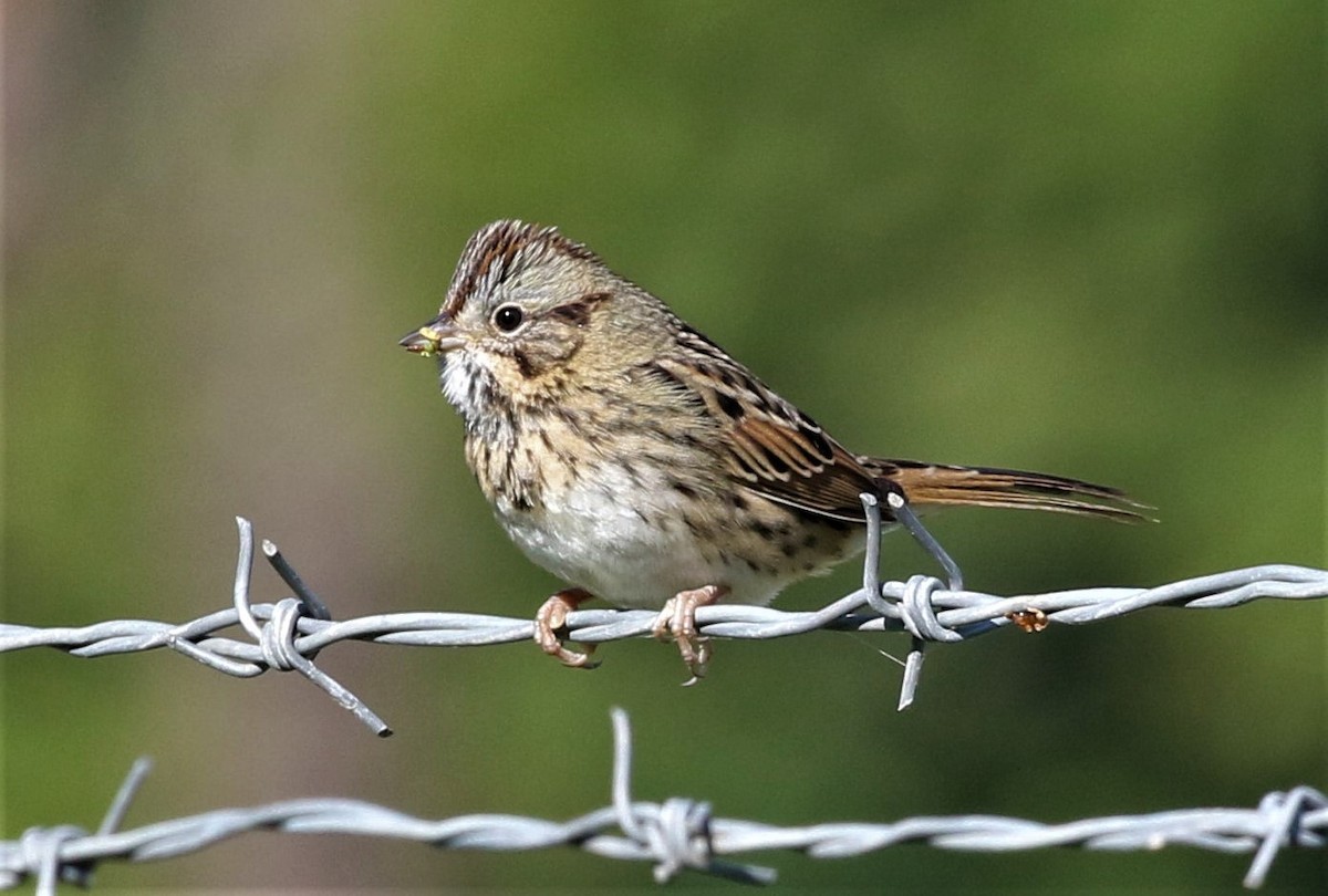 Lincoln's Sparrow - Larry Schmahl