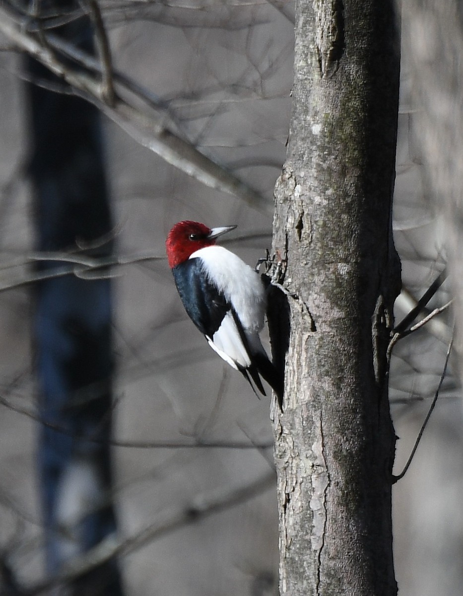 Red-headed Woodpecker - Gerco Hoogeweg