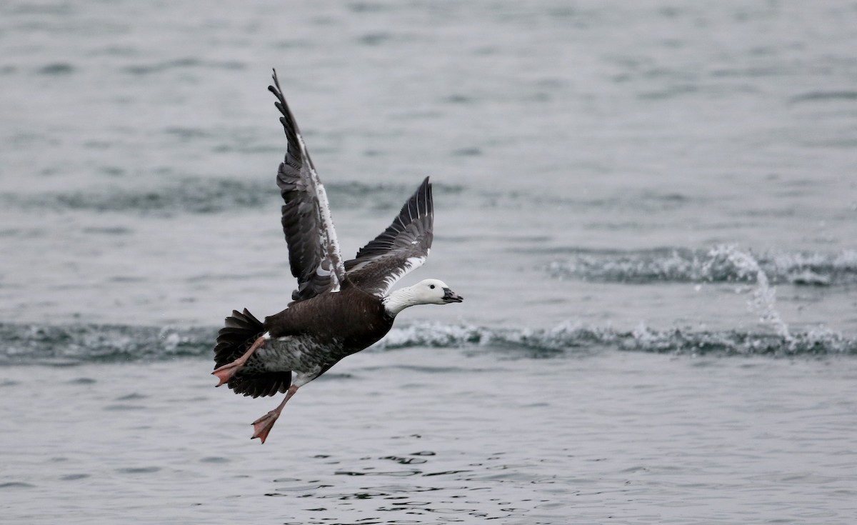 ML190507331 Snow x Canada Goose (hybrid) Macaulay Library